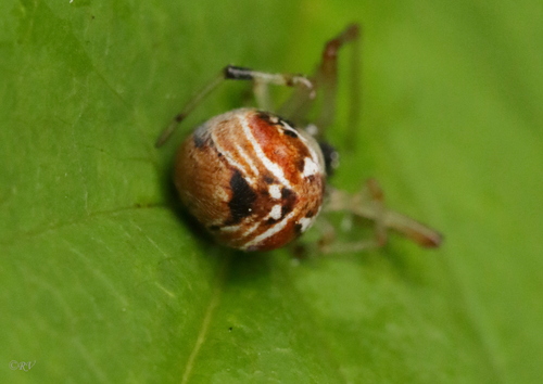 Colourful Comb-footed Spiders