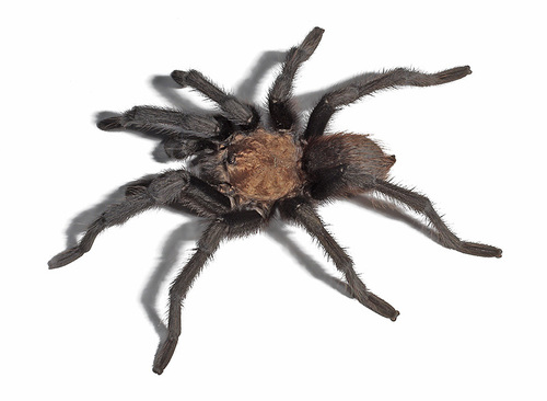 Texas Brown Tarantula