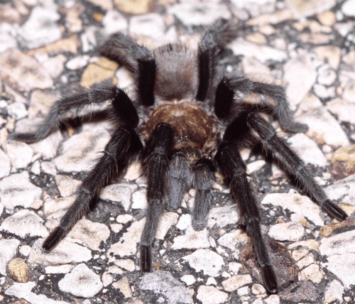Texas Brown Tarantula