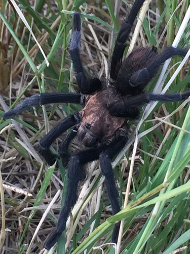 Texas Brown Tarantula
