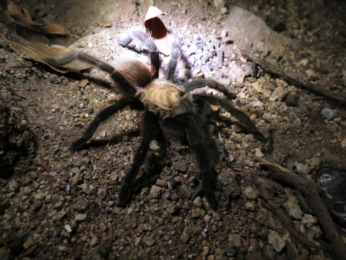 Texas Brown Tarantula