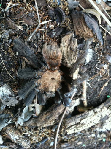 Texas Brown Tarantula