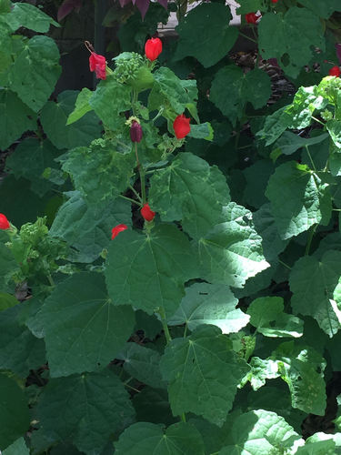 Turk's cap
