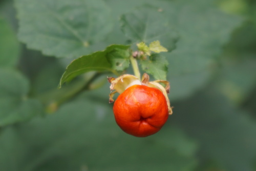 Turk's cap
