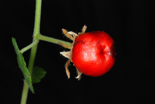 Turk's cap