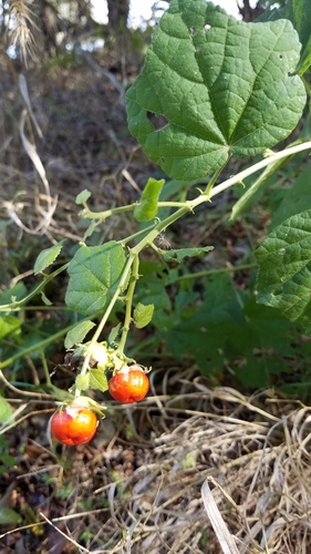 Turk's cap