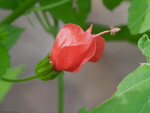 Turk's cap