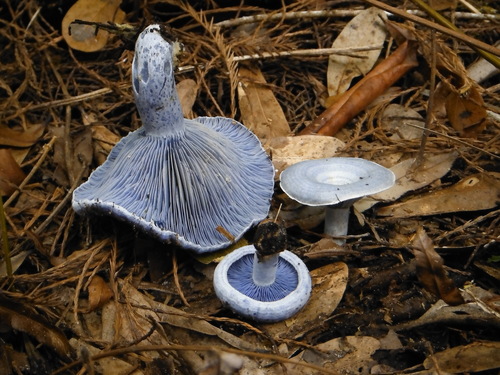 indigo milk cap