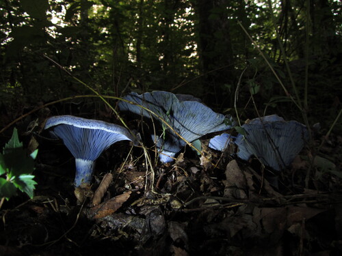 indigo milk cap