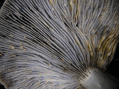 indigo milk cap