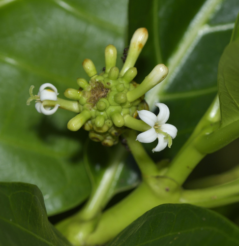 Noni