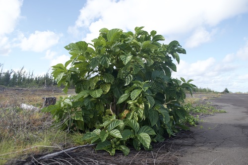 Noni