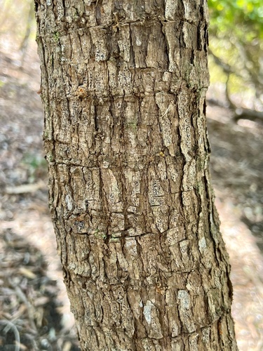 Noni