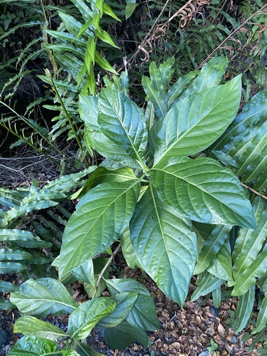 Noni