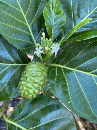 Noni