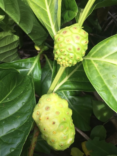 Noni