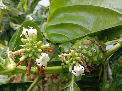 Noni
