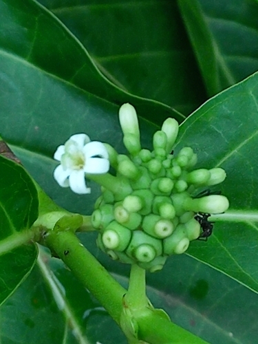 Noni