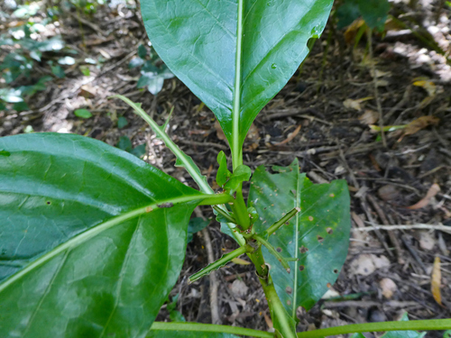 Noni
