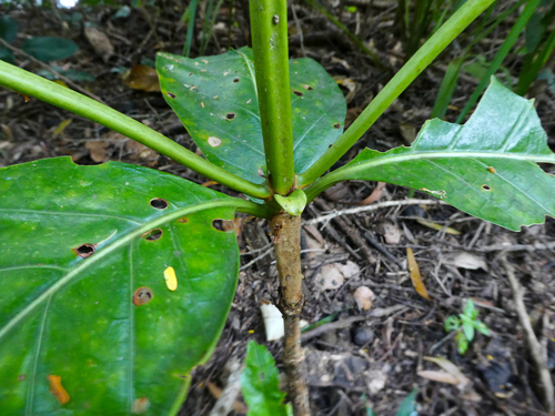 Noni