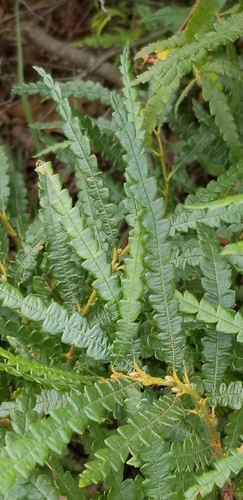 sweetfern