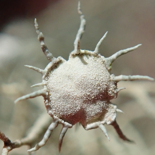 Bushy beard lichen