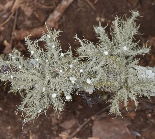 Bushy beard lichen
