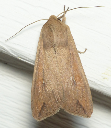 White-speck Moth