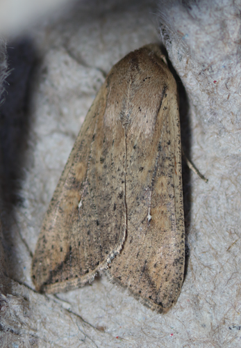 White-speck Moth