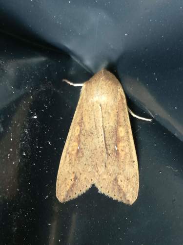 White-speck Moth