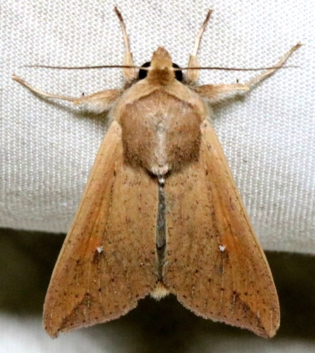 White-speck Moth