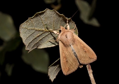 White-speck Moth