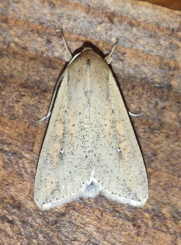 White-speck Moth