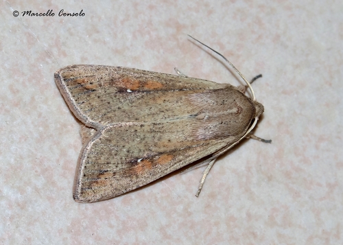 White-speck Moth