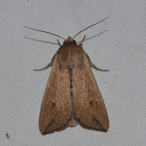 White-speck Moth