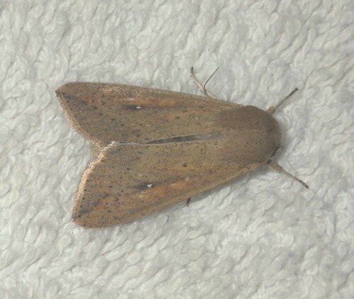 White-speck Moth