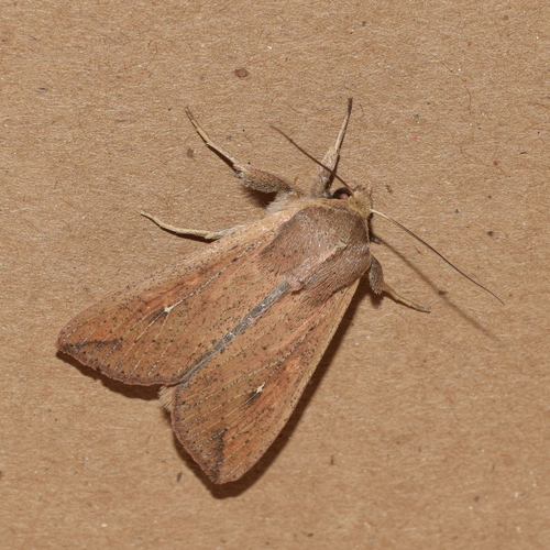 White-speck Moth