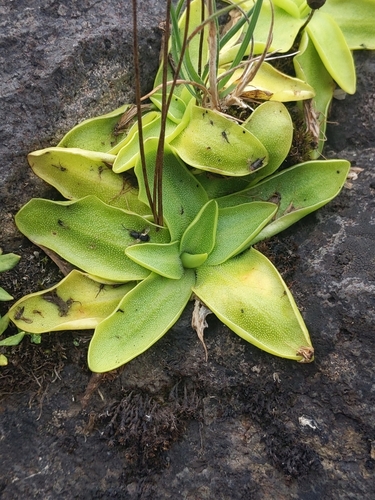 Common Butterwort