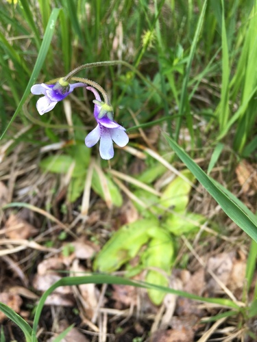Common Butterwort