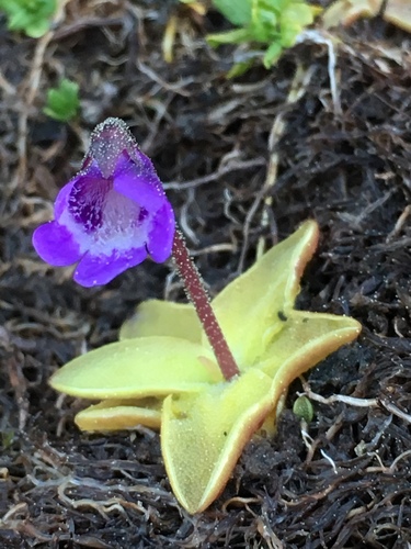 Common Butterwort