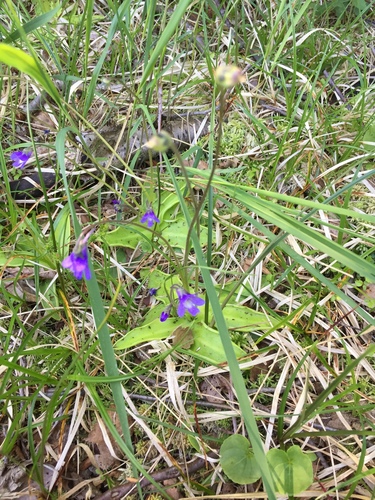 Common Butterwort