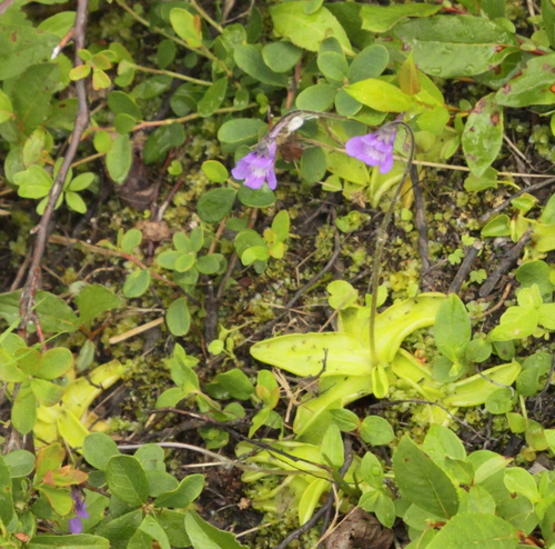 Common Butterwort