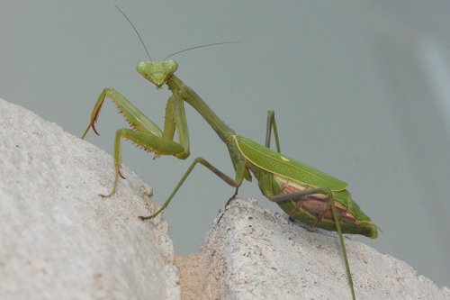 Arizona Mantis