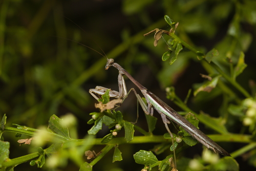 Arizona Mantis