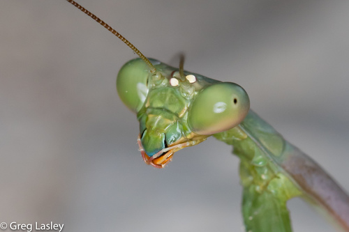 Arizona Mantis
