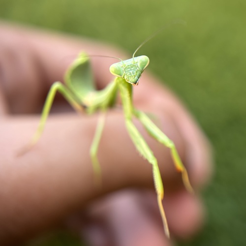 Arizona Mantis
