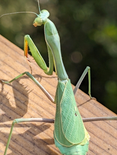 Arizona Mantis