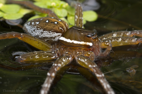 Six-spotted Fishing Spider