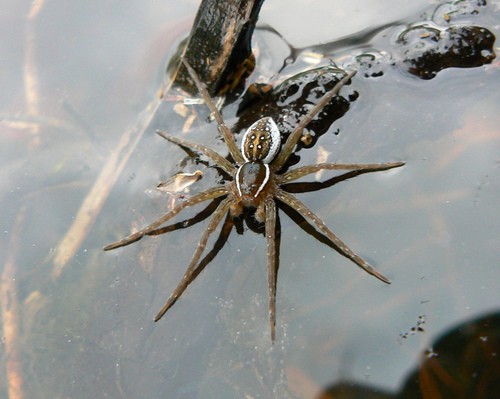 Six-spotted Fishing Spider