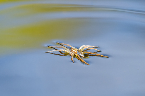 Six-spotted Fishing Spider